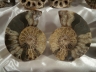 Ammonites