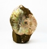Ammonite sur gangue