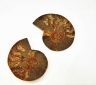 Ammonite 