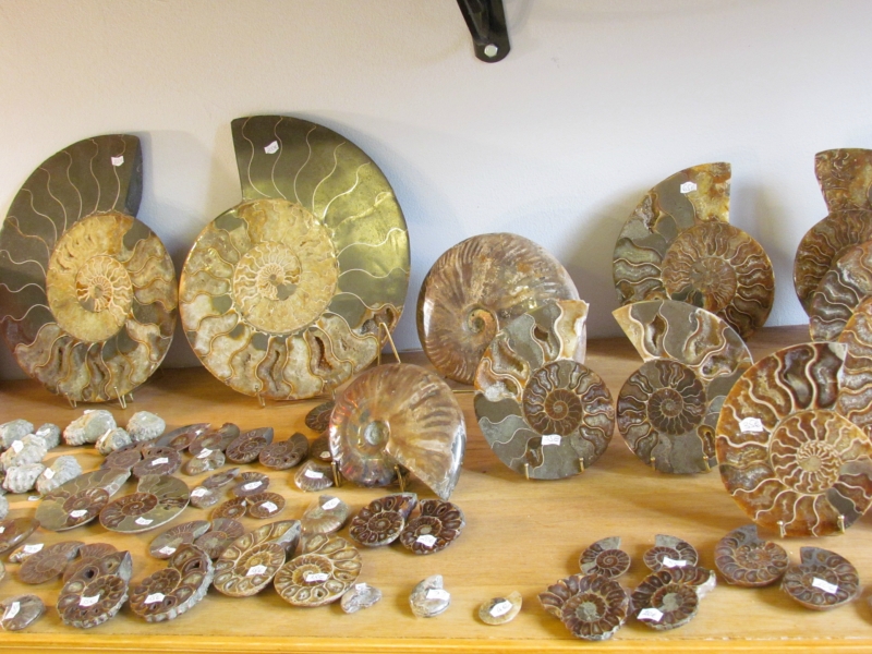 IMG_2315-AMMONITE.jpg